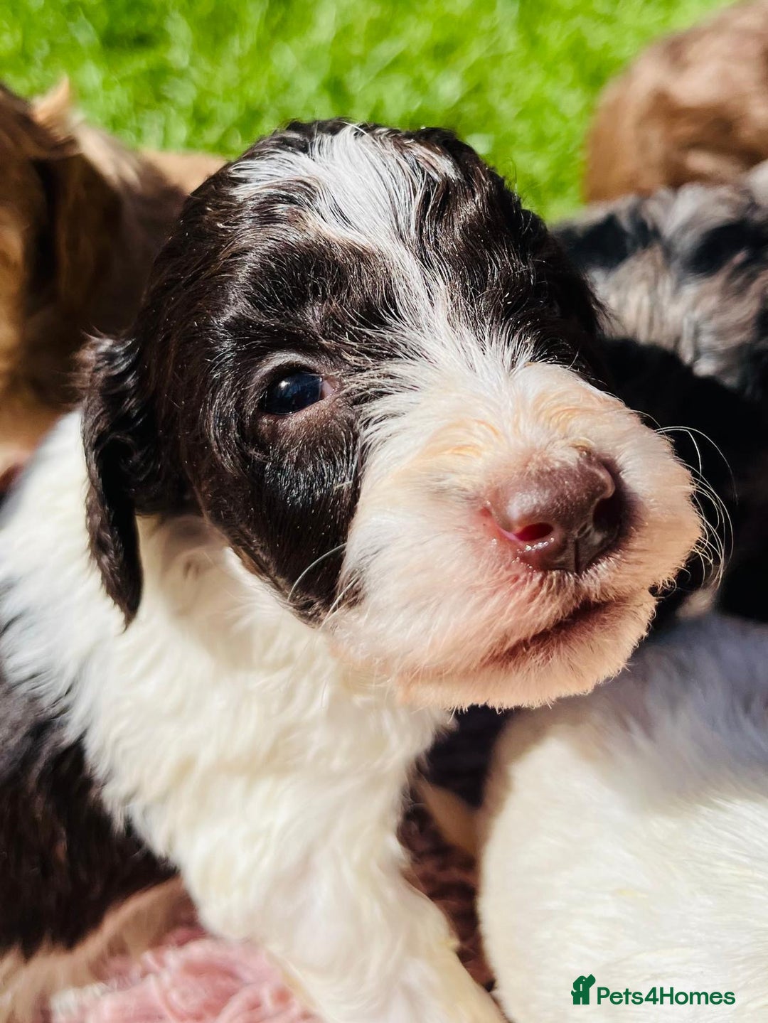 Cockapoo dogs for sale: Stunning F1 show Cockapoos  - Image 15