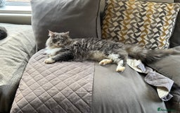 Maine Coon cats for sale: Maine coon mother and son  - Image 5