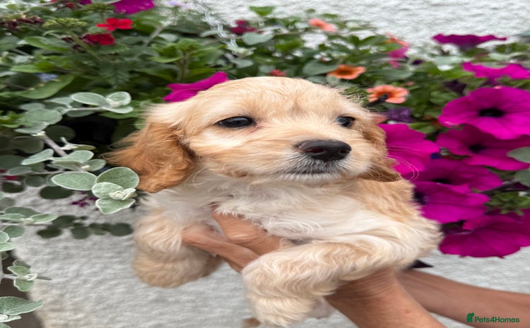 Cockapoo dogs - Advert 5