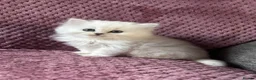 British Longhair cats for sale: Black tipped  Longhair and Golden Tipped Shorthair - Advert 10