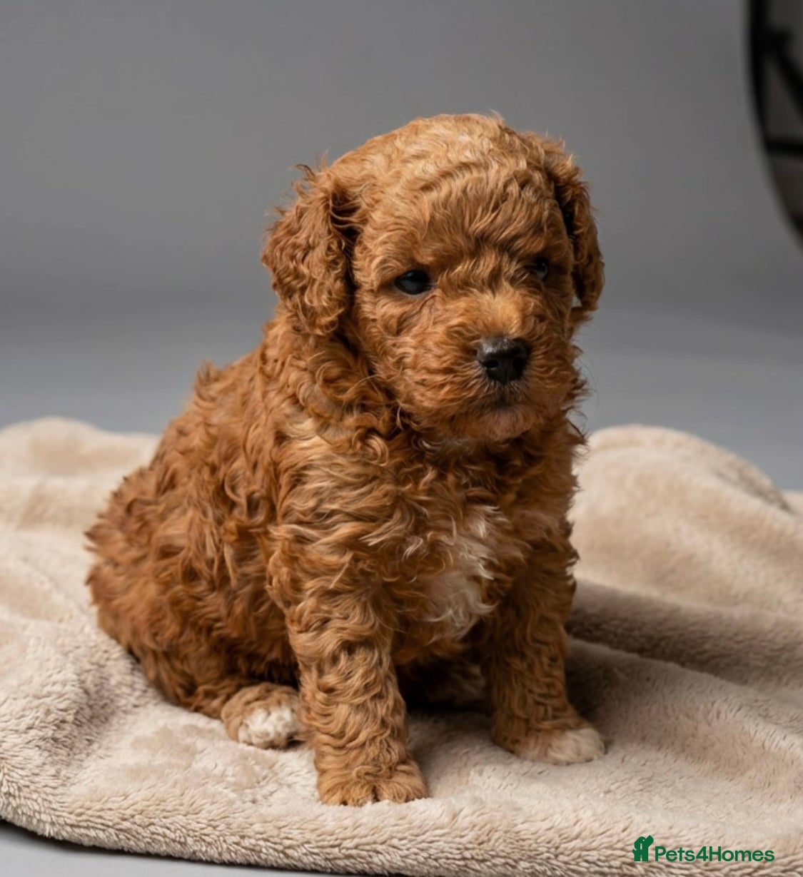 Toy Poodle dogs KC registered Toy Poodle. - Advert 1