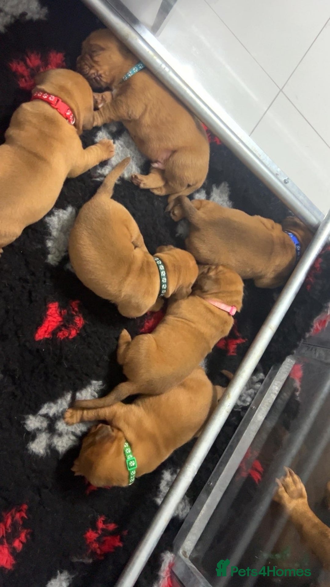 Dogue De Bordeaux dogs for sale: Chunky kc registered dogue de Bordeaux puppies - Advert 13