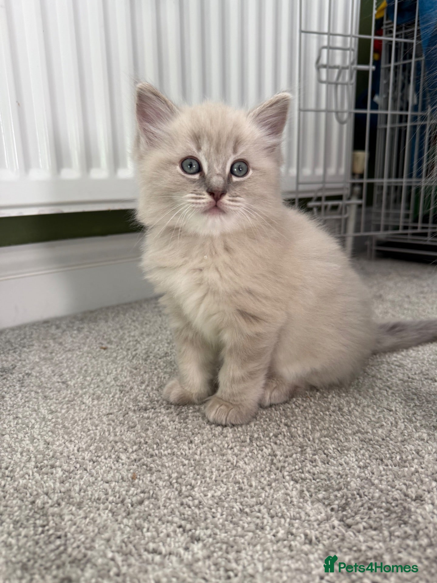 Ragdoll cats Beautiful Blue-Eyed Ragdoll Kittens❤️ - Advert 12