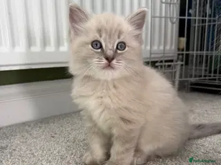 Ragdoll cats Beautiful Blue-Eyed Ragdoll Kittens❤️ - Advert 12