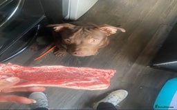 American Bully dogs for sale: Pocket bullies puppies for sale - Image 16