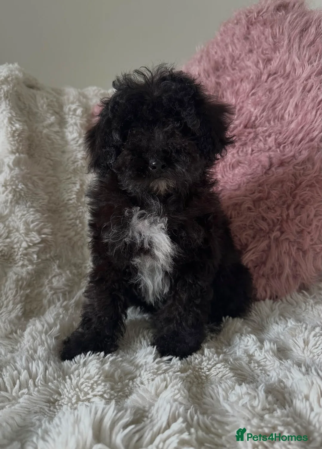 Cavapoo dogs for sale: Beautiful fluffy cavapoos - Advert 22