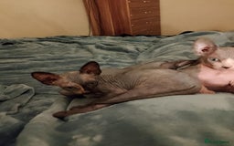 Sphynx cats for sale: 4 female canadian sphynx looking for home - Image 6