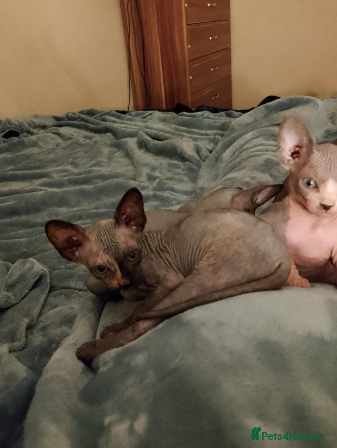 Sphynx cats for sale: 4 female canadian sphynx looking for home - Image 6