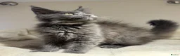 Maine Coon cats for sale: Available now! Last Two TICA Registered Maine Coon - Advert 6
