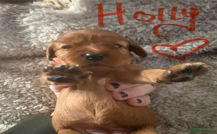 Mixed Breed dogs Ruby red cockaliers  - Advert 1