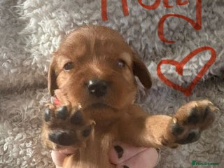 Mixed Breed dogs Ruby red cockaliers - Advert 18