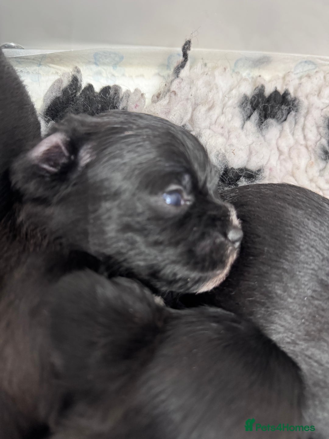 Mixed Breed dogs for sale: Schweenies  - Advert 7