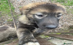 Caucasian Shepherd Dog dogs for sale: Beautiful girls of Caucasian Shepard  - Image 7