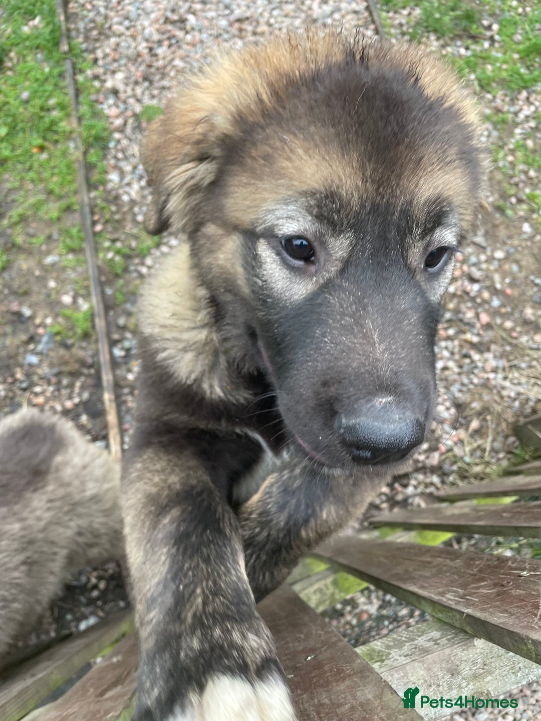 Caucasian Shepherd Dog dogs for sale: Beautiful girls of Caucasian Shepard  - Image 7