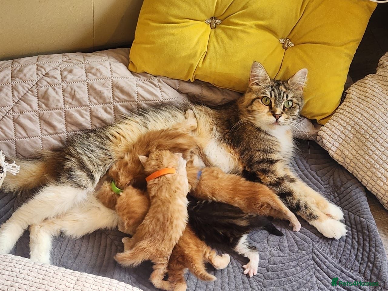 Maine Coon cats Maine Coon Litter of 5 now reserving - Advert 3