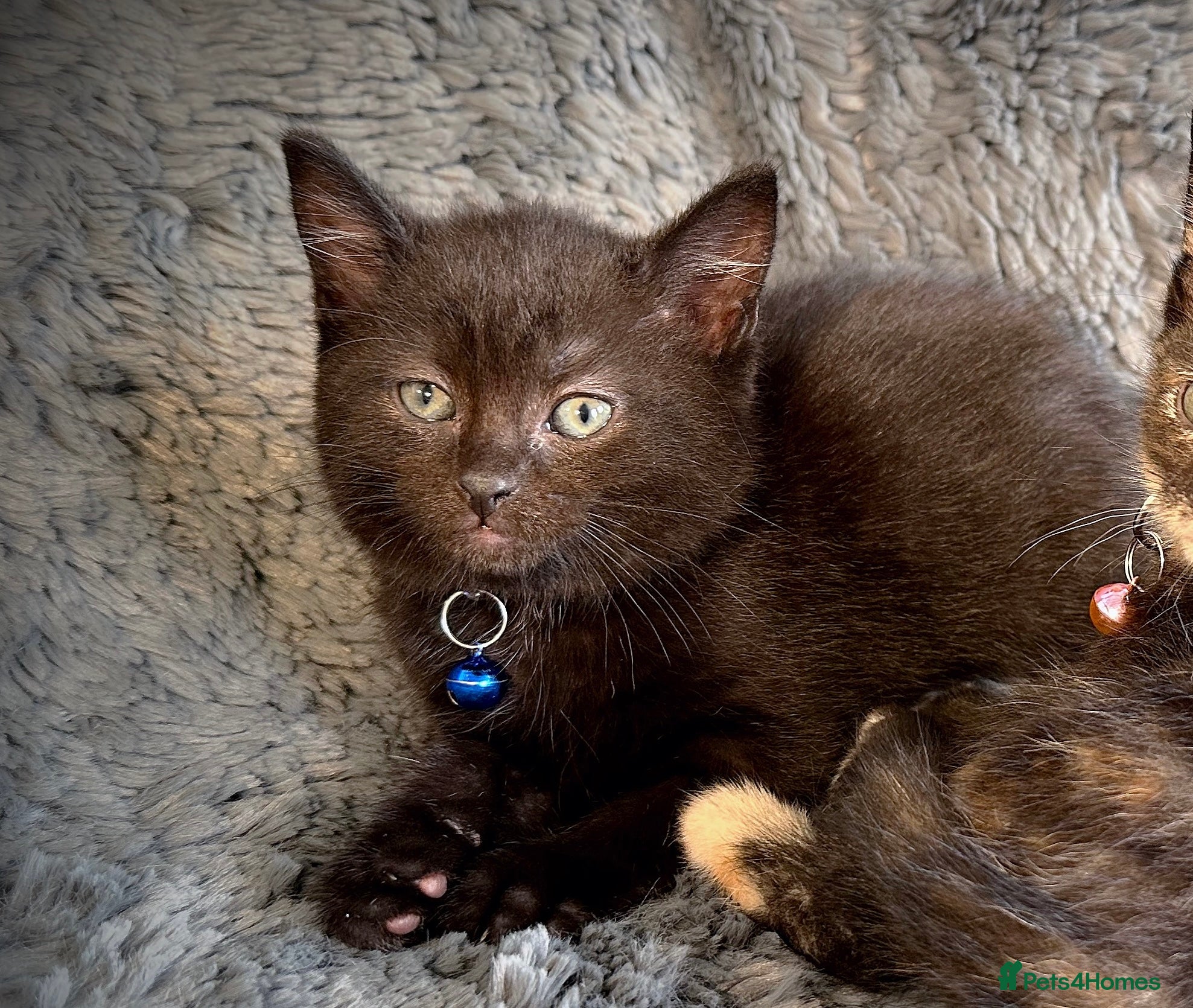 Mixed Breed cats 9 beautiful friendly kittens - Advert 2