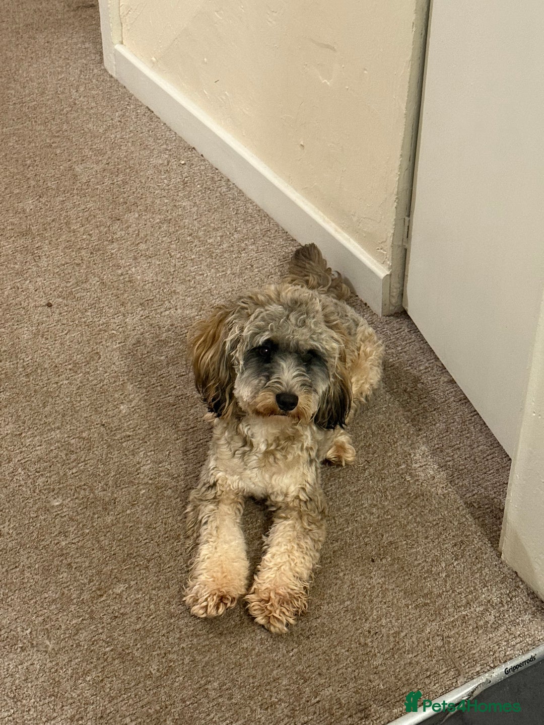 Cockapoo dogs for sale: Looking for a new home for 1 year old cockapoo - Image 3