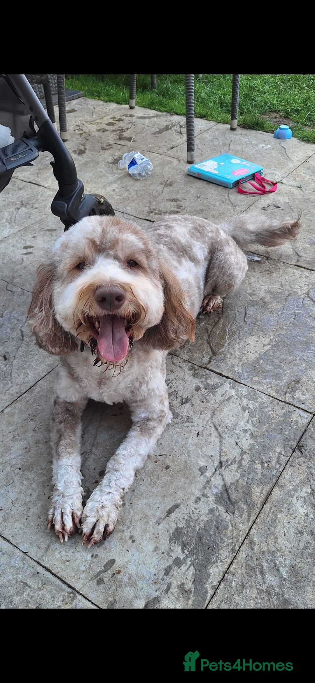 Sproodle dogs for sale: Sproodle Merle puppies  - Image 18