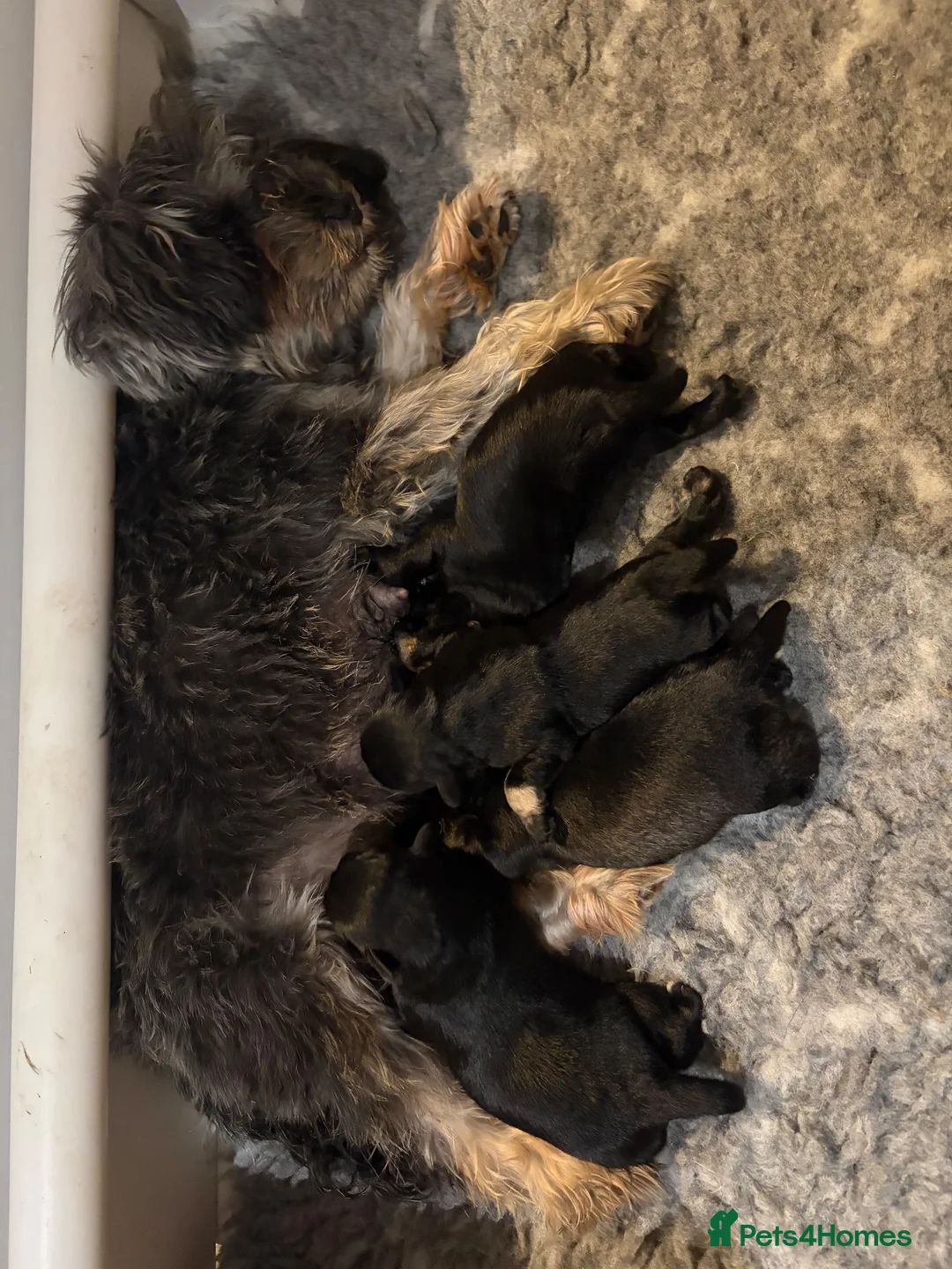 Miniature Schnauzer dogs for sale: Stunning KC Reg Mini Schnauzers  - Advert 15