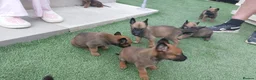 Belgian Shepherd Dog dogs for sale: Outstanding Belgium malinois puppies  - Advert 29