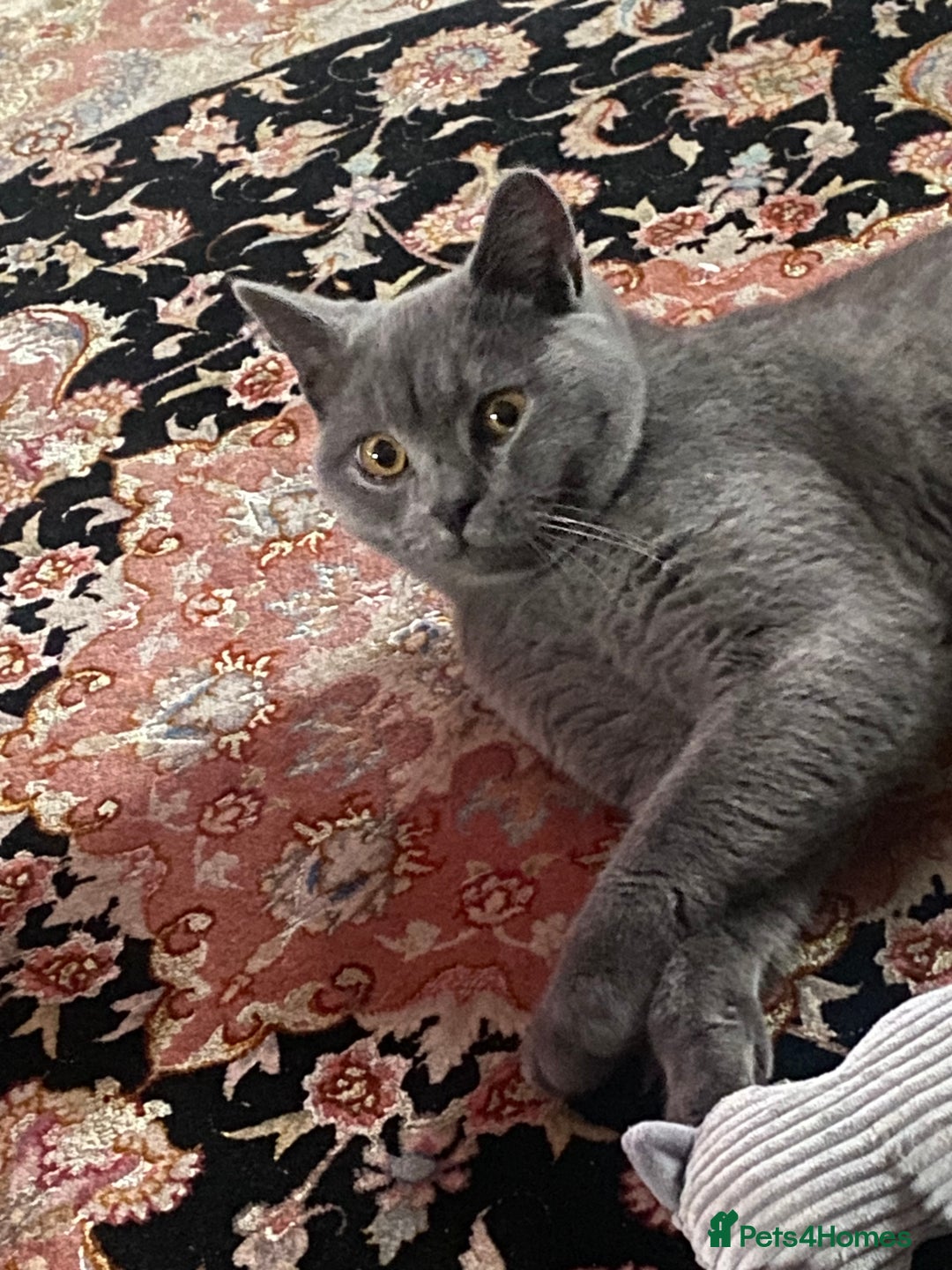 British Shorthair cats for sale: Adorable British Shorthair Kitten - Advert 1