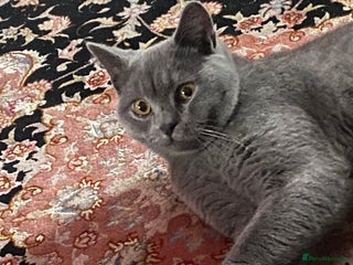 British Shorthair cats Adorable British Shorthair Kitten - Advert 2