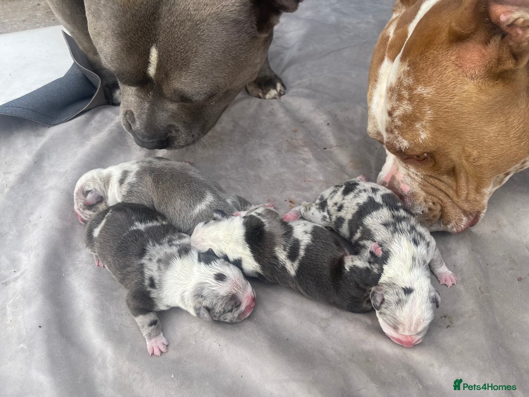 American Bully dogs for sale: Pocket bully puppies ready to go. - Image 1