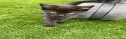 Mixed Breed cats for sale: Beautiful kittens - Advert 5