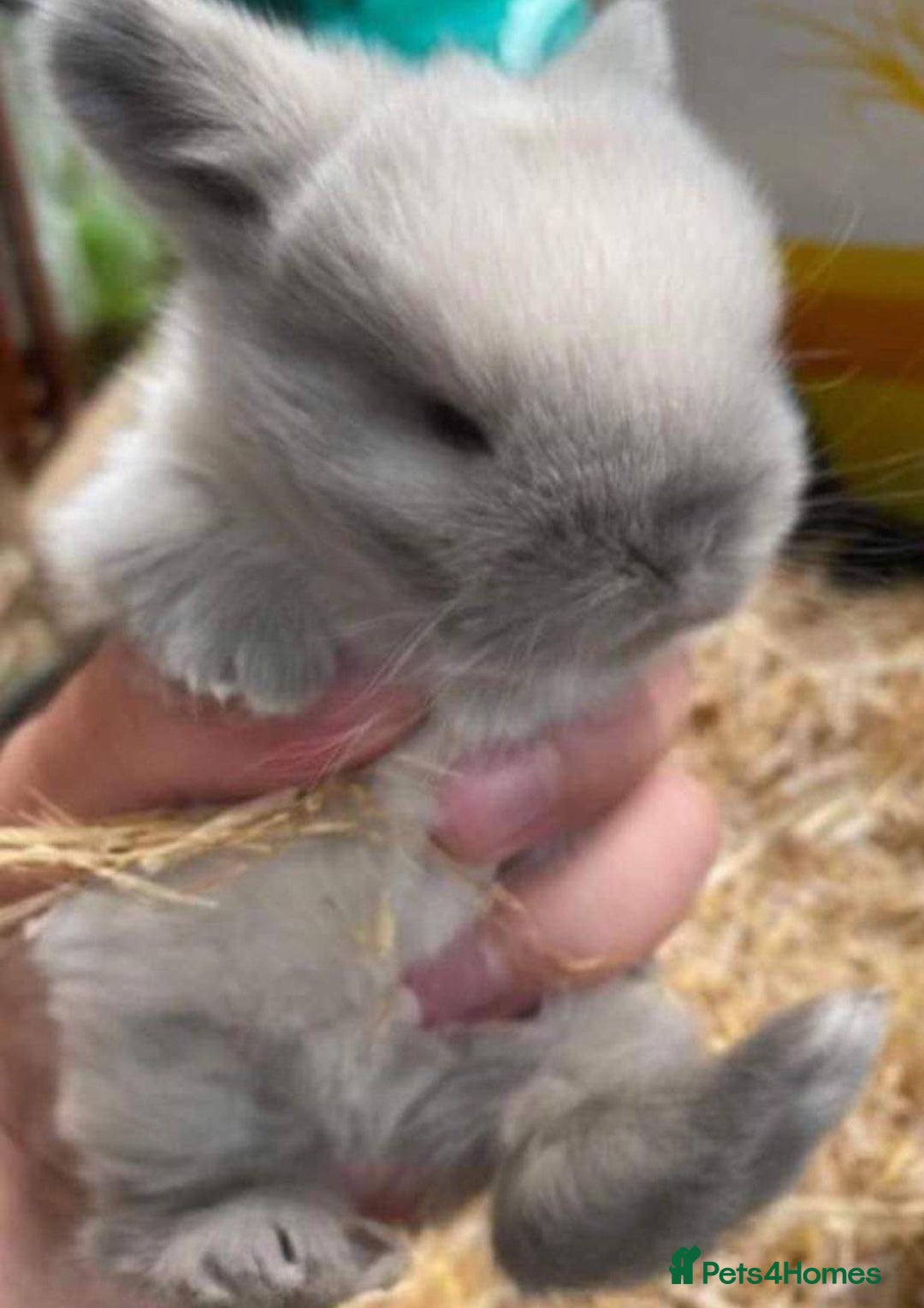 Mini Lop rabbits for sale: MINI LOP BUNNIES / PEDIGREE  - Image 30