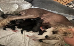 Chinese Crested dogs for sale: Chinese crested powderpuff ready September 12th - Image 12