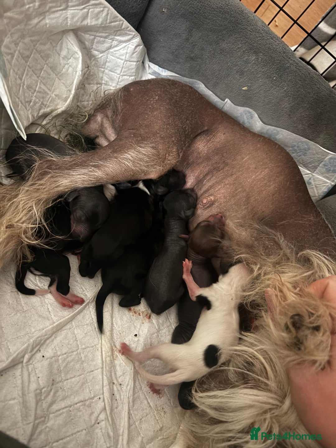 Chinese Crested dogs for sale: Chinese crested powderpuff ready September 12th - Image 12