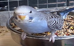 Budgerigars birds for sale: Baby budgies 8 weeks  - Image 2