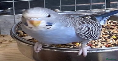 Budgerigars birds - Advert 3