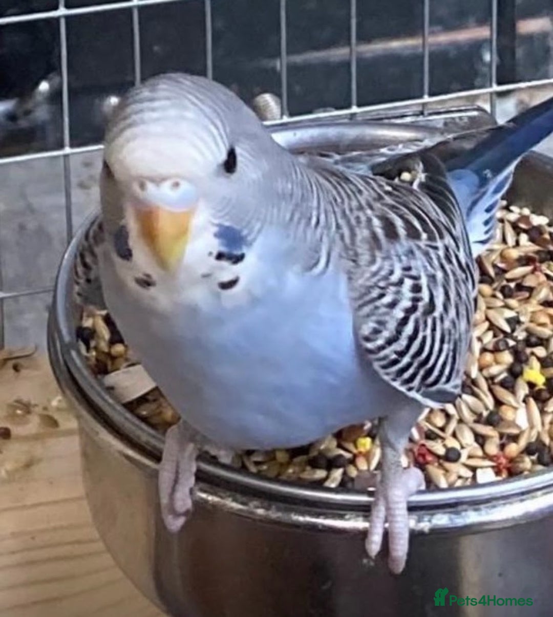 Budgerigars birds for sale: Baby budgies 8 weeks  - Image 2