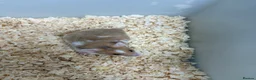 Hamster rodents for sale: Baby Syrian hamsters - Advert 3