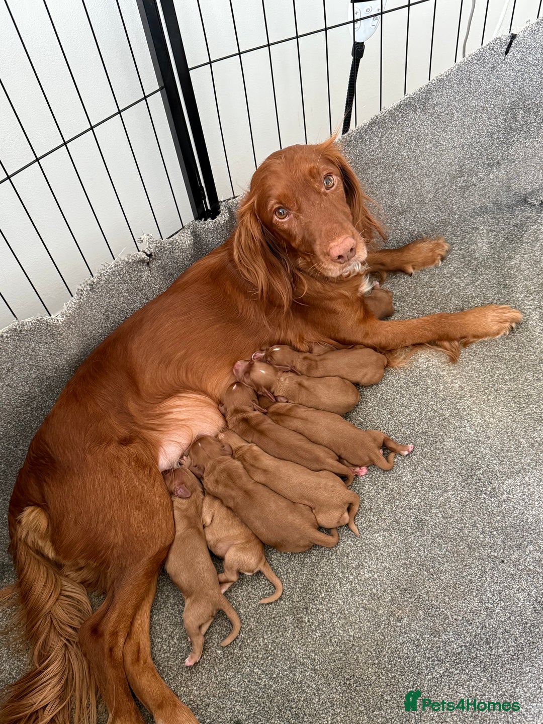 Cocker Spaniel dogs for sale: 🧡Fox Red WCS🧡 - Image 32