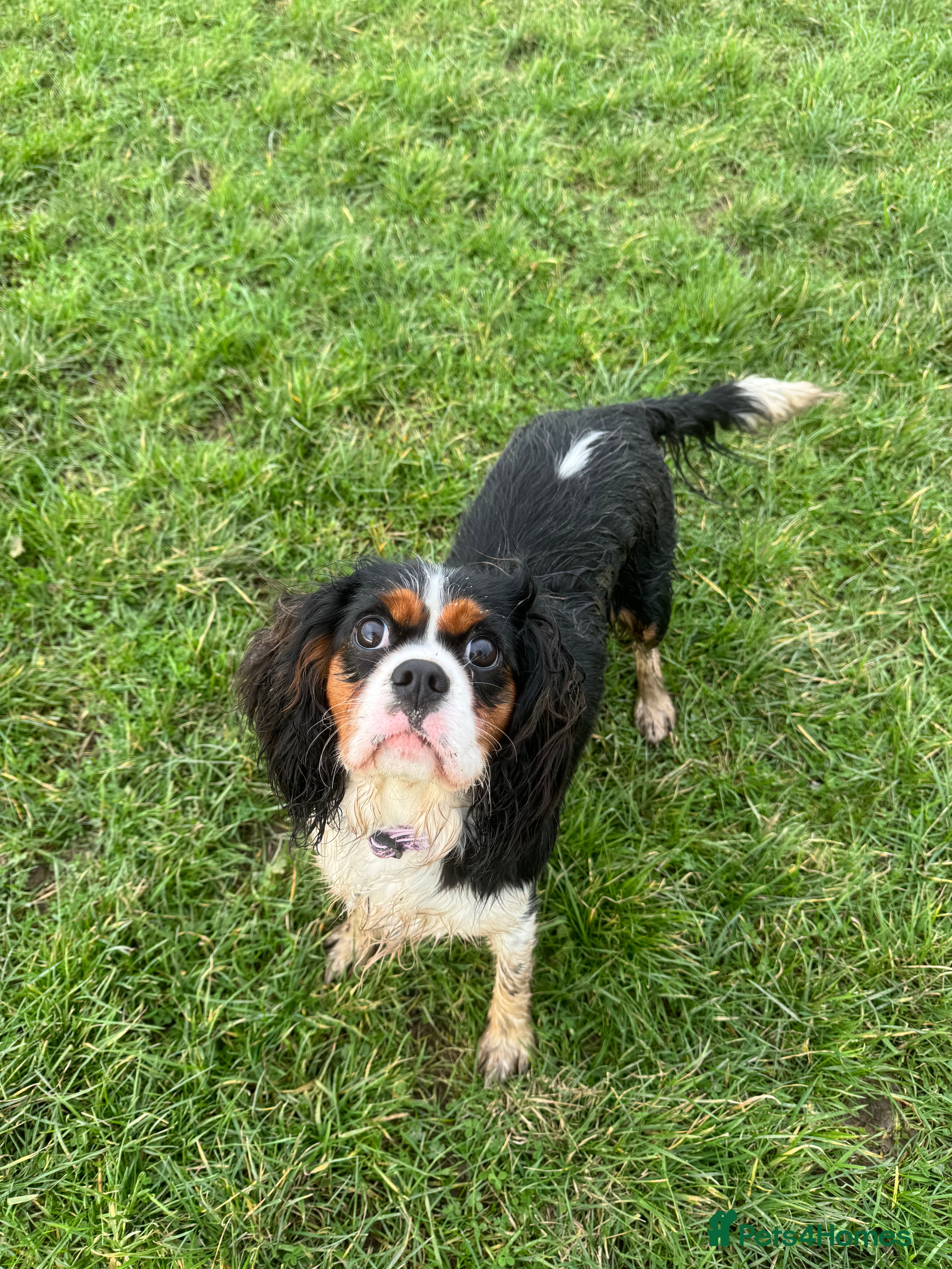Cavalier King Charles Spaniel dogs KC & Health tested cavalier King Charles spaniels  - Advert 4
