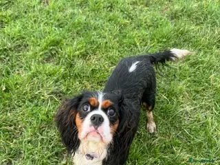 Cavalier King Charles Spaniel dogs KC & Health tested cavalier King Charles spaniels - Advert 7