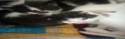Mixed Breed cats for sale: Kittens - Advert 6