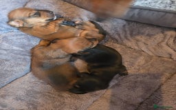 Miniature Dachshund dogs for sale: Miniature Dachshunds Seeking Forever Homes - Image 6