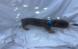 Olde English Bulldogge dogs for sale: Olde English Bulldog Puppies - Image 28