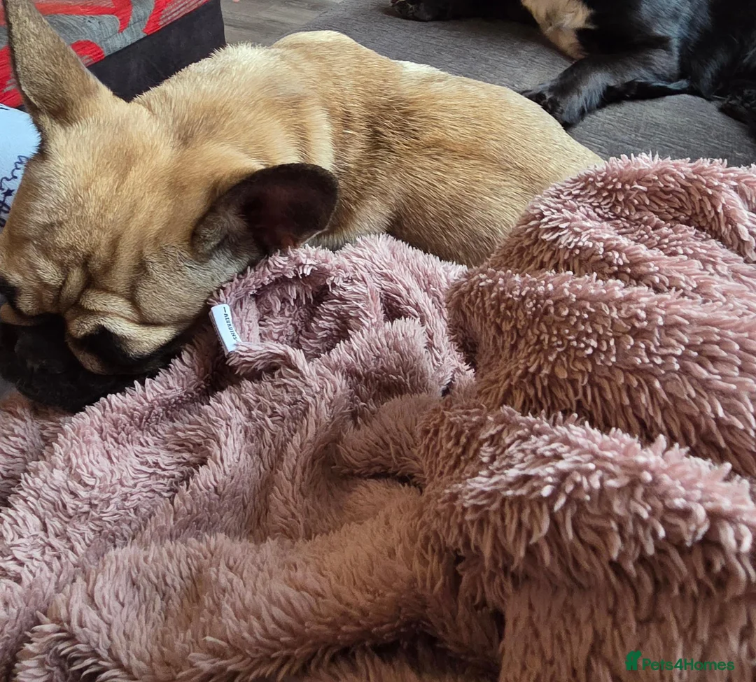 French Bulldog dogs for sale: Female French Bulldog - Advert 2