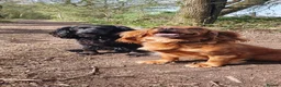 Cocker Spaniel dogs for sale: Beautiful Red Working Cocker Spaniel Puppies - Advert 14