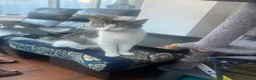 Mixed Breed cats for sale: Kittens for sale  - Advert 11