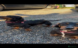 Dachshund dogs for sale: Three beautiful dachshund’s  - Advert 9