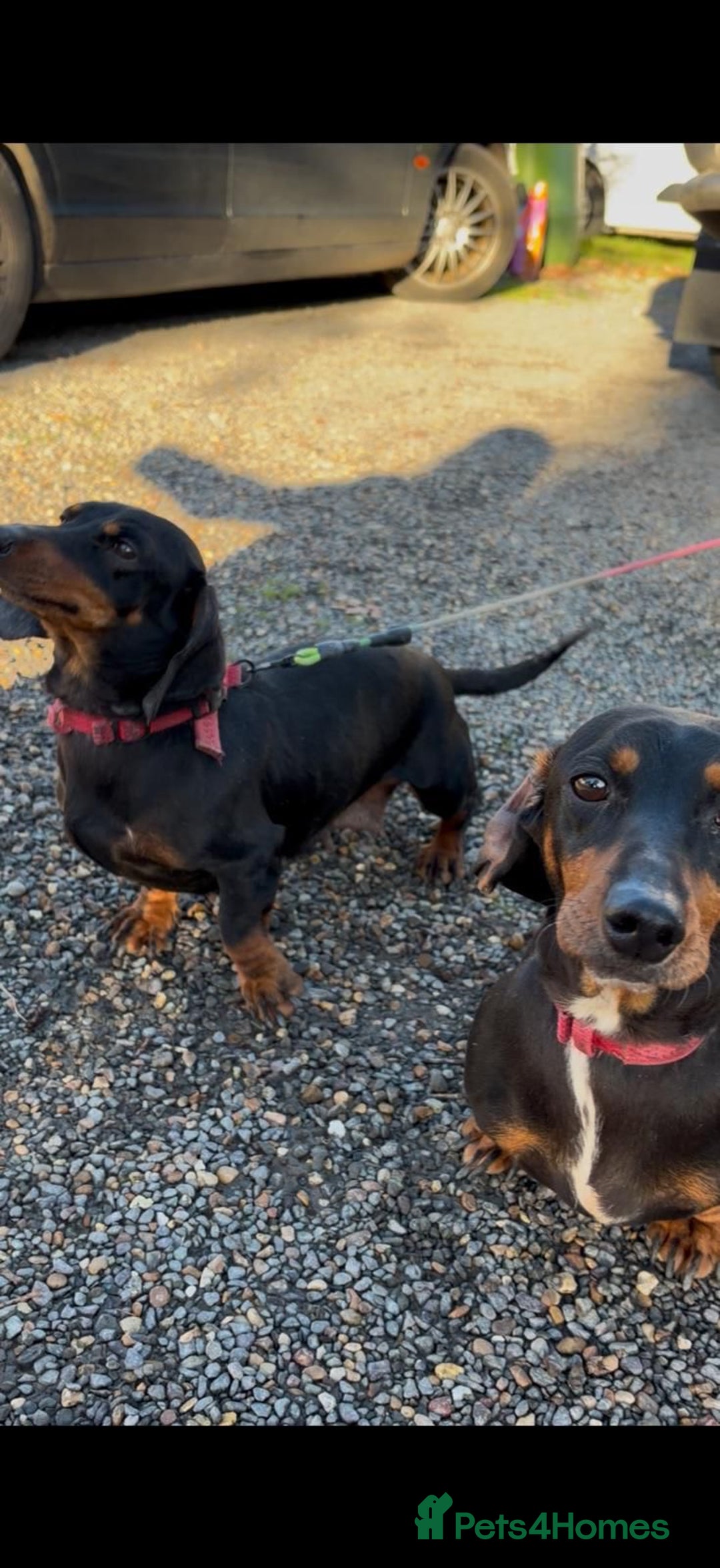 Dachshund dogs for sale: Three beautiful dachshund’s  - Advert 9