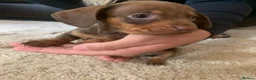Miniature Dachshund dogs for sale: Miniature dachshund puppies  - Advert 4