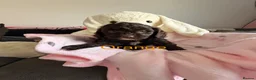 Cavapoo dogs for sale: Rare f1 cavapoo true chocolate  - Advert 8