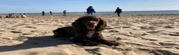 Cocker Spaniel dogs for stud: Cocker Spaniel for stud  in Newbury - Advert 4