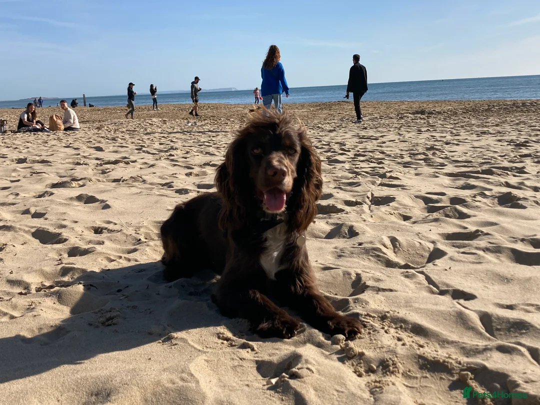 Cocker Spaniel dogs for stud: Cocker Spaniel for stud  in Newbury - Advert 4